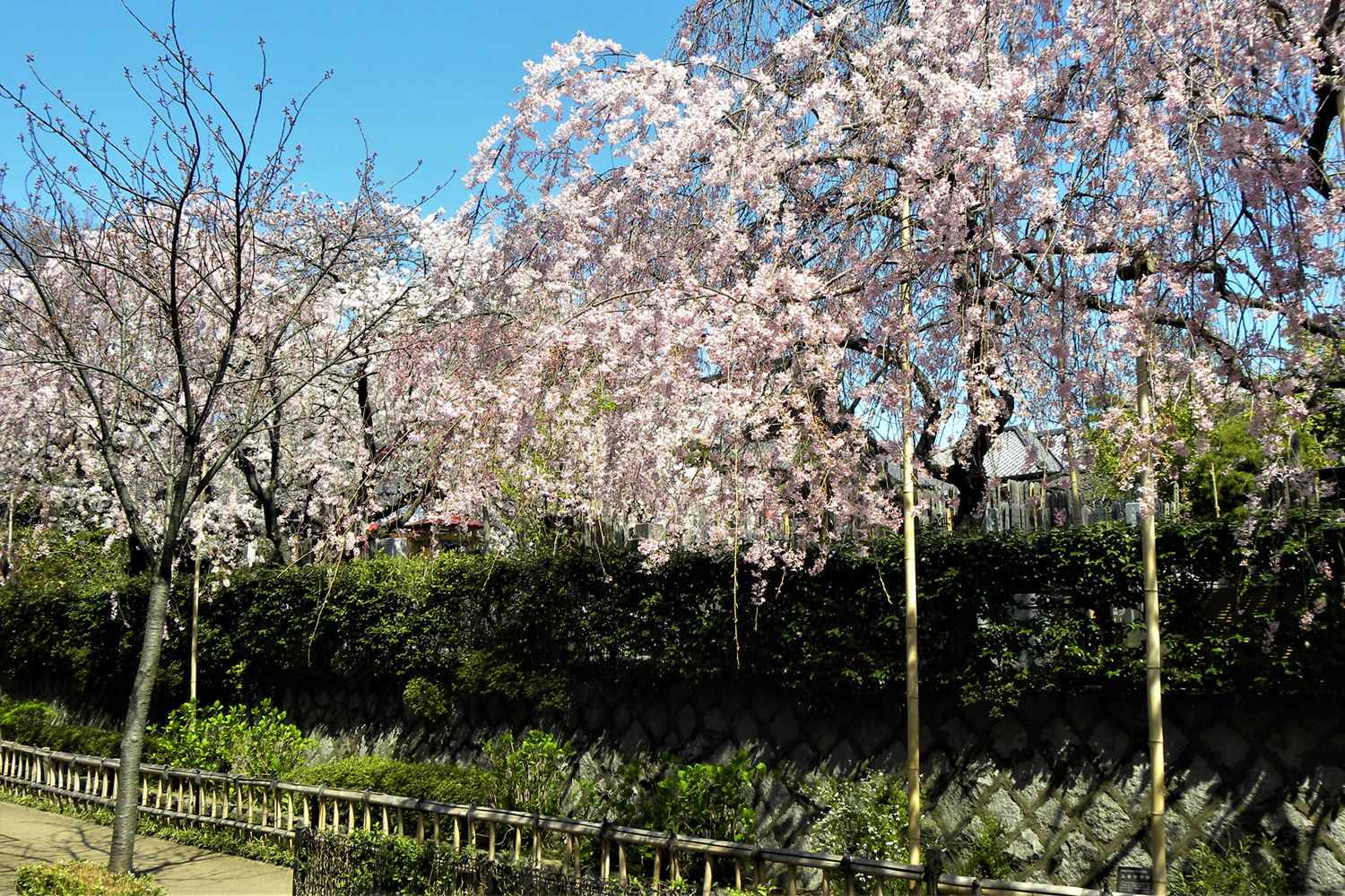 多摩川夢の桜街道