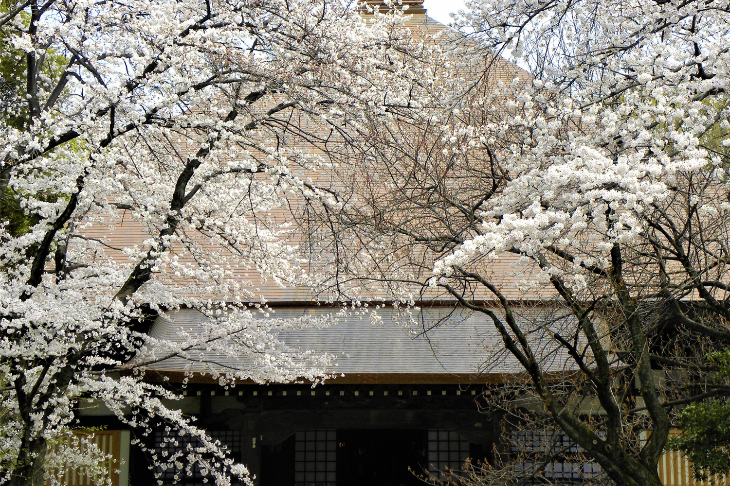 浄真寺 九品仏浄真寺