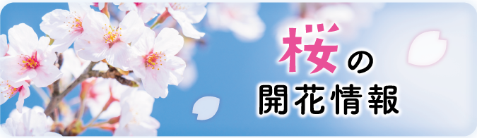 桜の開花情報